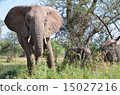 Do not force! African elephant 15027216