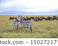 A group of zebras and gnuses 15027217