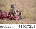 Hunting of Hyena 15027218
