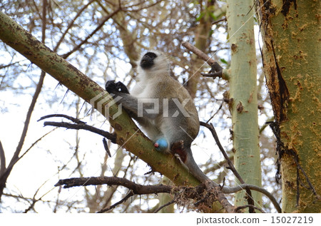 Rare monkey Rare monkey 15027219