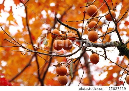 Mountain persimmon in autumn leaves period 15027239