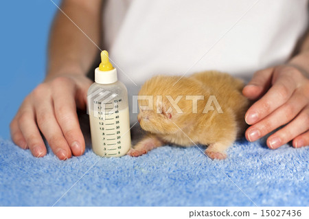 Feeding little beige kitten with milk replacer Feeding little beige kitten with milk replacer 15027436