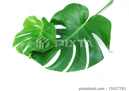 葉子背景材料 - 大和小的龜背竹葉子像父母和孩子·白色背側位置葉尖左 15027783
