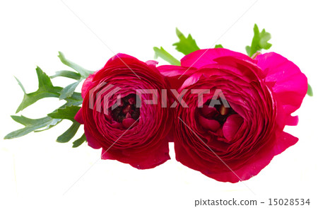 pink ranunculus flowers pink ranunculus flowers 15028534