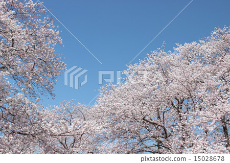 櫻花盛開，藍藍的天空 15028678