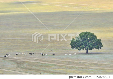 Lonly tree and goats 15028825