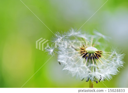 macro dandelion macro dandelion 15028833