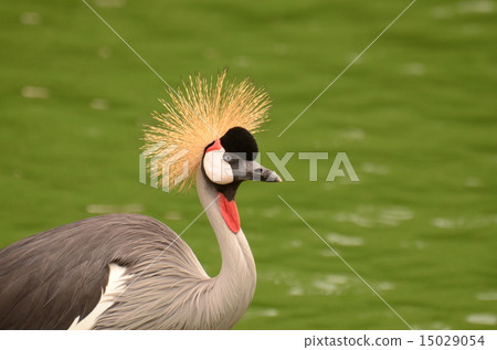 HOOJIRO COMMUNIED 4 15029054