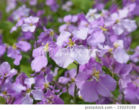 Flowers of Murasakihanana 15029199