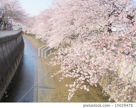 Cherry blossoms of Tokyo Shakujii River 15029478