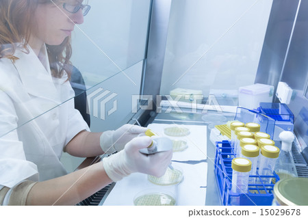 Life scientist researching in the laboratory. Life scientist researching in the laboratory. 15029678