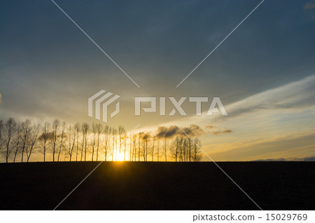 在白樺樹的日落 15029769