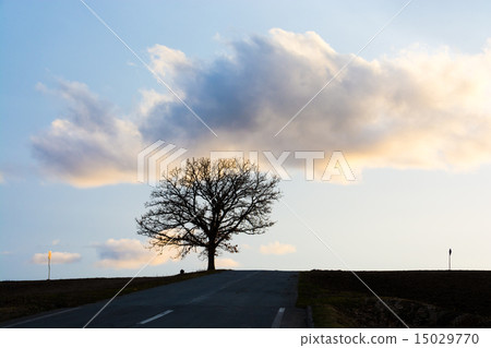 A big tree standing on a hill at dusk 15029770
