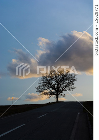 A big tree standing on a hill at dusk A big tree standing on a hill at dusk 15029771