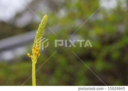 公牛和雨滴的布魯氏菌 15029943