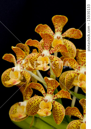 fragrant vanda orchid Isolated fragrant vanda orchid Isolated 15030133