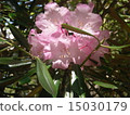 Pink "Rhododendron flower" 15030179