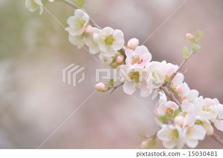 模糊的鮮花 15030481