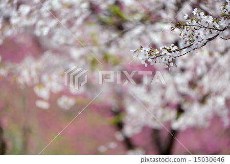 春天的快樂 15030646