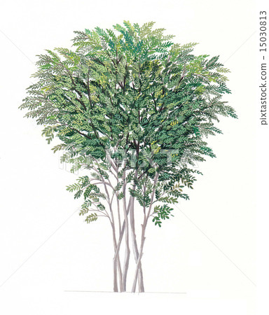 Fraxinus griffithii can grow quite large even when grown indoors as a houseplant. 15030813