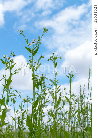 Pleasant sky and Spring purple spring Pleasant sky and Spring purple spring 15031023