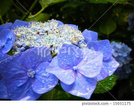 Hydrangea wet in the rain 15031175