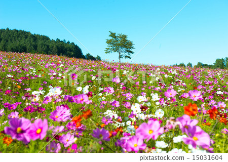 Tokoroaku cherry tree Tokoroaku cherry tree 15031604