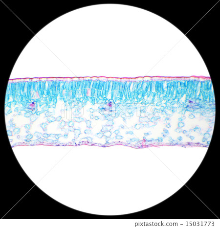 Winter Jasmine leaf under a microscope 15031773