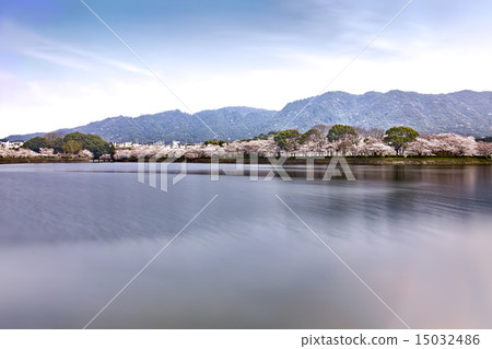 Tachioka自然公園900風景全國櫻花 Tachioka自然公園900風景全國櫻花 15032486