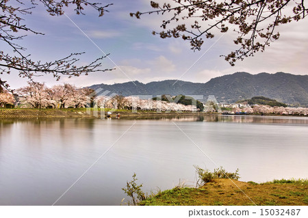 Tachioka自然公園900風景全國櫻花 Tachioka自然公園900風景全國櫻花 15032487