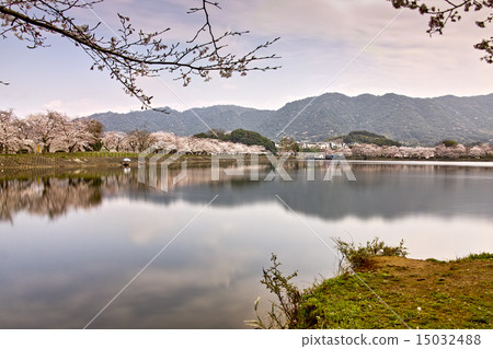 Tachioka自然公園900風景全國櫻花 Tachioka自然公園900風景全國櫻花 15032488