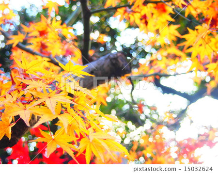 Landscape (Autumn · Maple) 15032624