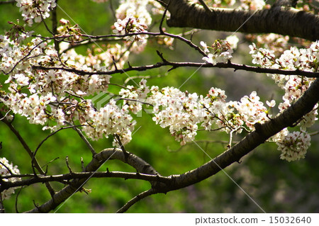 盛開的櫻花皇宮Chidorigafuchi公園 15032640