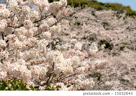 盛開的櫻花皇宮Chidorigafuchi公園 15032643