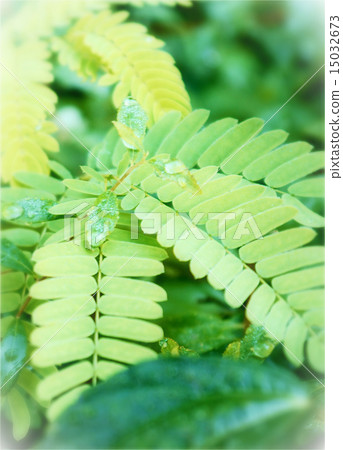 雨的綠色 15032673