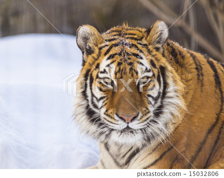 Tiger (up) Tiger (up) 15032806