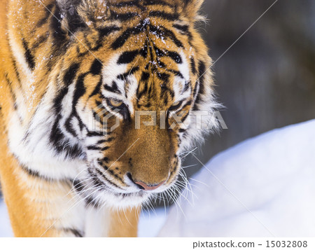 Tiger (upper eyes) 15032808