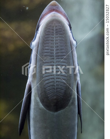 Remora 15032827