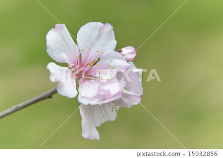 Almond flower 15032856