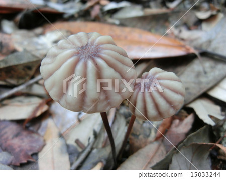 Sujiochibatake 15033244