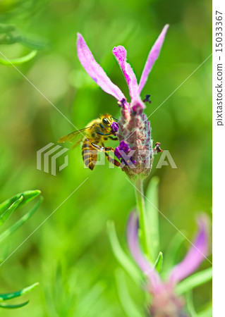 Honeybees sucking lavender honey 15033367