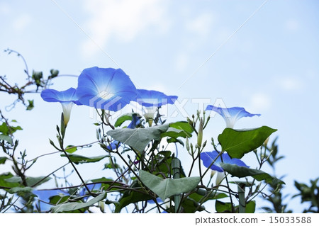 Blue morning glory 15033588