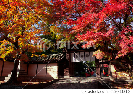今宮神社的秋葉 15033810