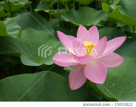 Oga蓮花 Oga蓮花 15033822
