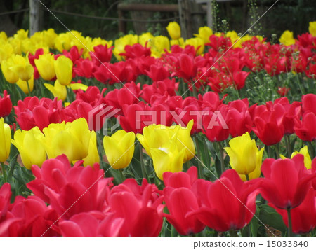 Tulip! 15033840