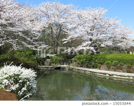 Kashiwaha的日本庭院離開與櫻花的公園 15033844