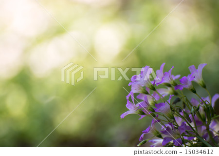 Melasaki牛竹輕 15034612