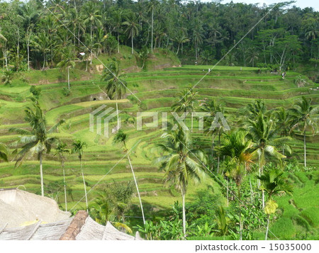 Bali, rice terraces and toegaralan overseas travel Bali, rice terraces and toegaralan overseas travel 15035000