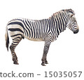 zebra  15035057