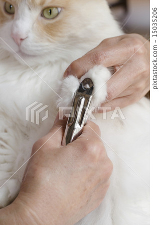 Cat nail clippers Cat nail clippers 15035206
